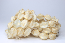Karambola shine 15x10mm shine / golden rain